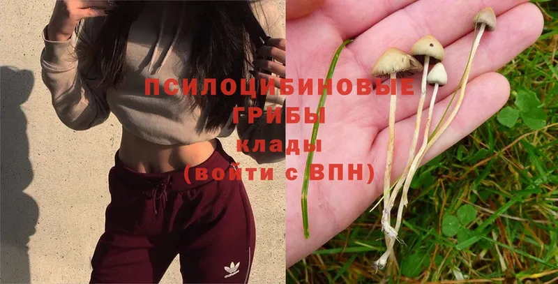 Галлюциногенные грибы Magic Shrooms  где можно купить   Куса 